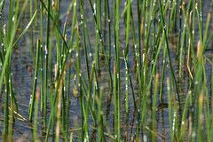 Schoenoplectus triqueter