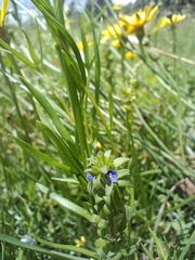 Plantaginaceae