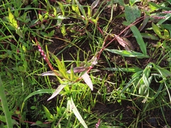 Persicaria decipiens
