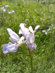 Plantaginaceae