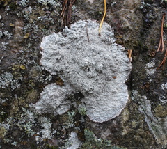 Pertusaria corallina