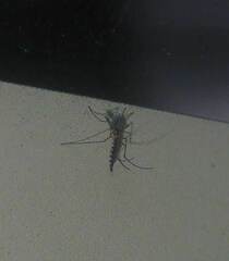 Armigeres subalbatus