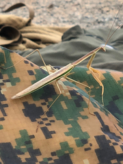 Tenodera australasiae