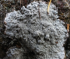 Pertusaria corallina