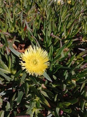 Carpobrotus edulis edulis