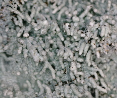 Pertusaria corallina