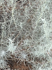 Artemisia filifolia