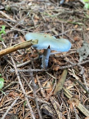 Stropharia aeruginosa