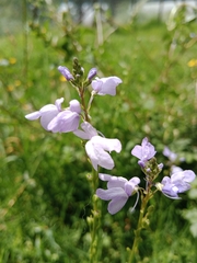 Plantaginaceae