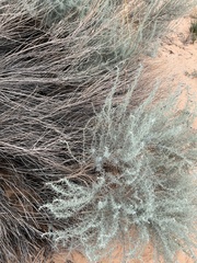 Artemisia filifolia