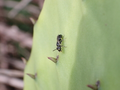 Hylaeus pictipes