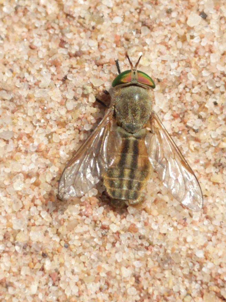 Saltmarsh Greenhead Flies