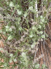 Lappula occidentalis