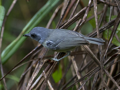 Dysithamnus mentalis