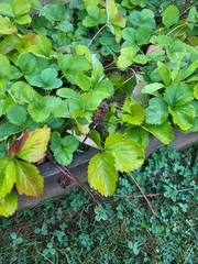 Fragaria × ananassa