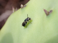 Hylaeus pictipes