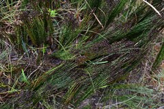 Elegia microcarpa