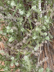 Lappula occidentalis