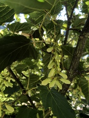 Acer caudatifolium