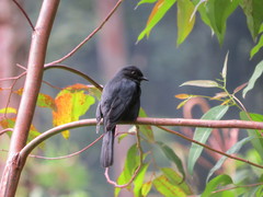 Melaenornis edolioides