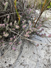 Indigofera glomerata