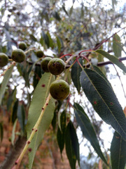 Prunus serotina salicifolia