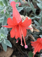 Epilobium canum