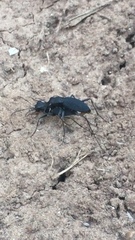 Dromochorus pilatei