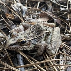 Lithobates sphenocephalus