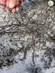 Indigofera glomerata