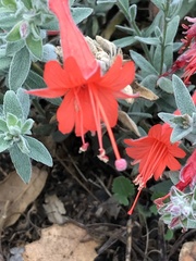 Epilobium canum