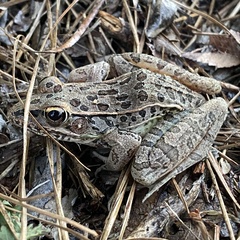 Lithobates sphenocephalus
