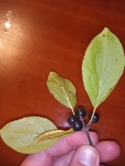 Rhamnus cathartica