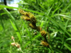 Carex annectens
