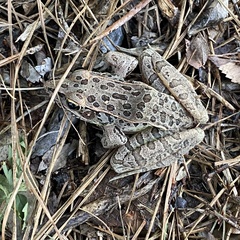 Lithobates sphenocephalus