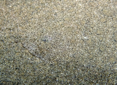 Scophthalmus rhombus