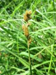 Carex annectens