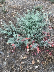 Epilobium canum