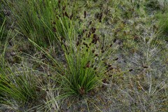 Elegia tectorum