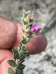 Indigofera glomerata