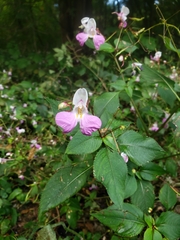 Impatiens balfourii