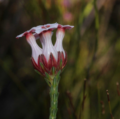 Erica ampullacea