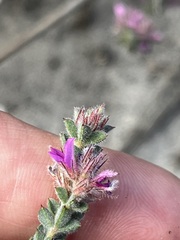 Indigofera glomerata
