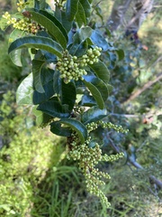 Schinus latifolia