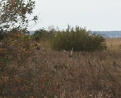 Perdix perdix