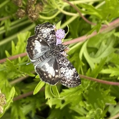 Chiomara georgina