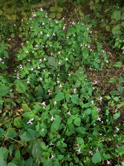 Impatiens balfourii