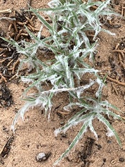 Munroa squarrosa