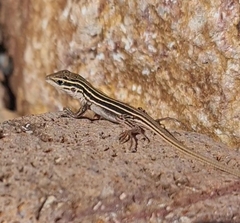 Aspidoscelis