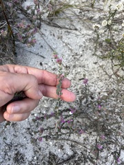 Indigofera glomerata